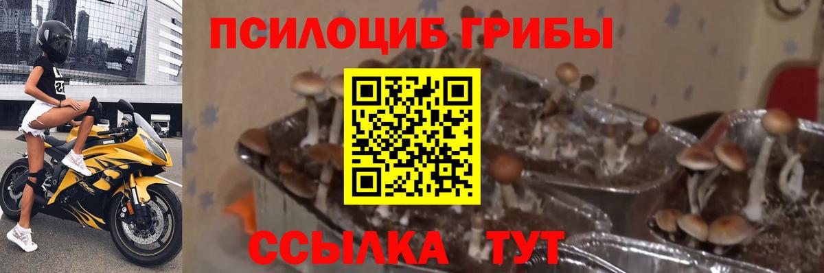 Владимир  Псилоцибиновые грибы ЛСД  Вход с VPN  Галлюциногенные грибы Psilocybine cubensis 